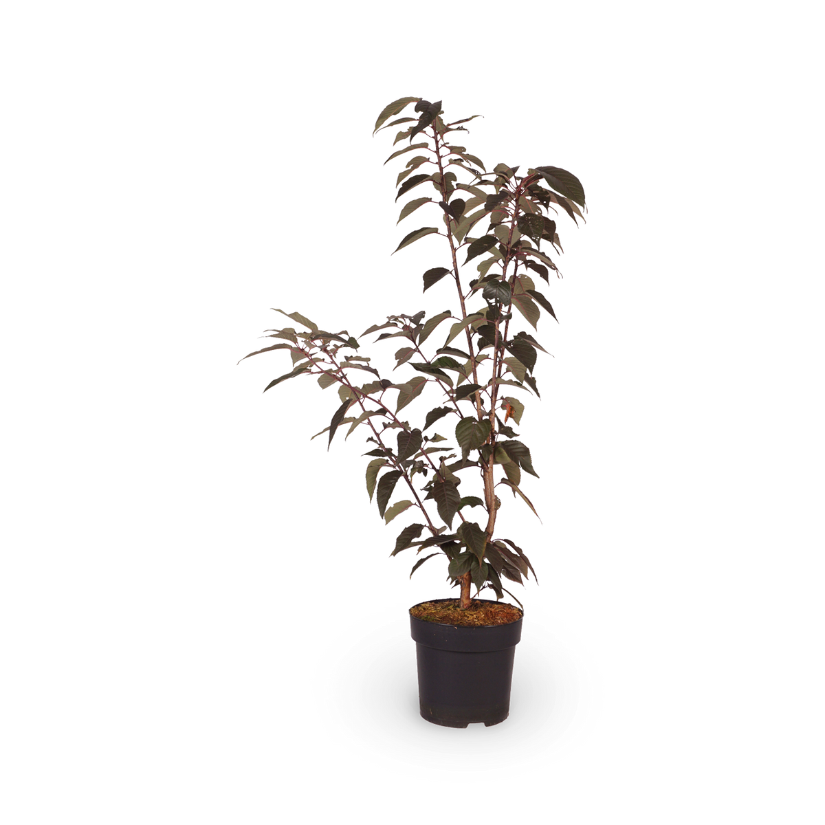 Japanische Nelkenkirsche 'Royal Burgundy'