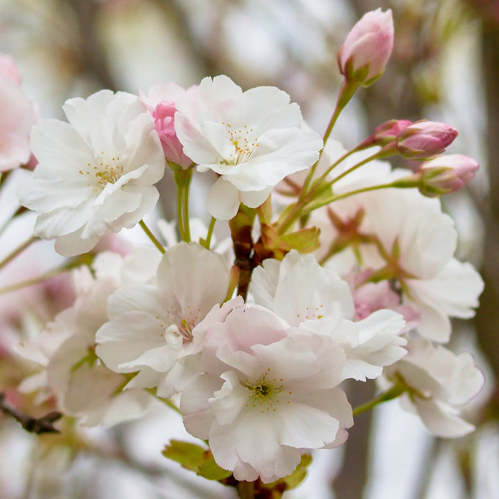 Blüte der Japanischen Säulenkirsche 'Amanogawa'