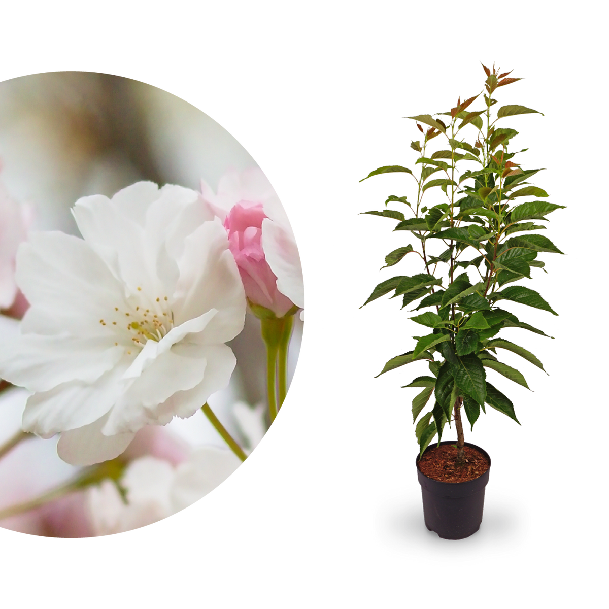 Japanische Säulenkirsche 'Amanogawa'