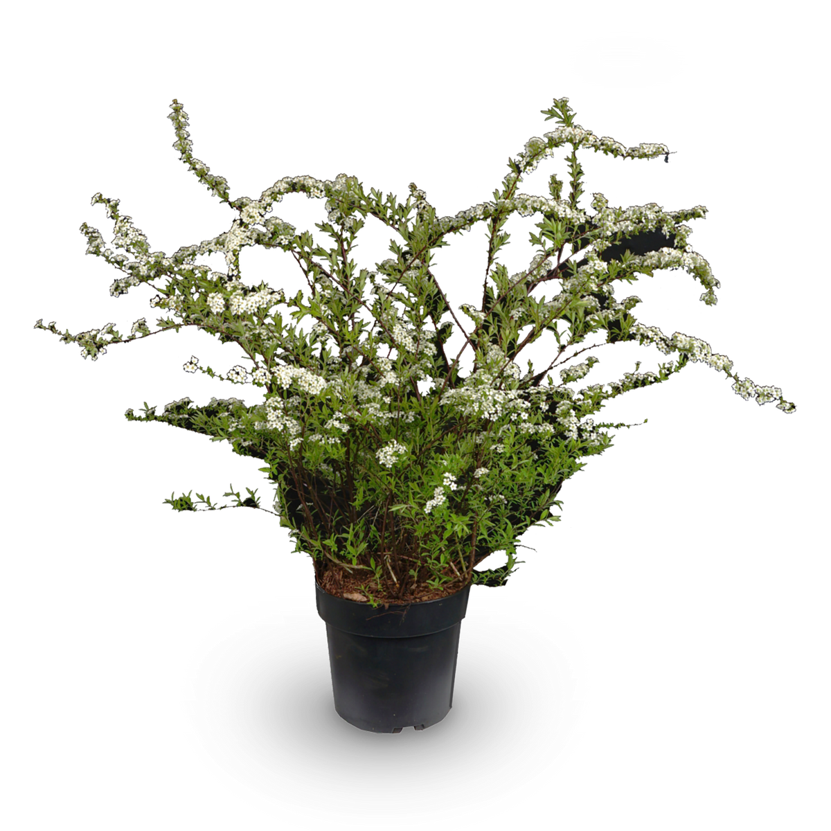 Japanische Strauchspiere 'Snowmound'