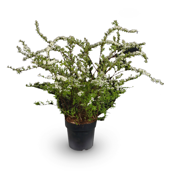 Japanische Strauchspiere 'Snowmound'