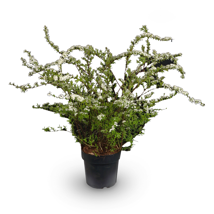 Japanische Strauchspiere 'Snowmound'