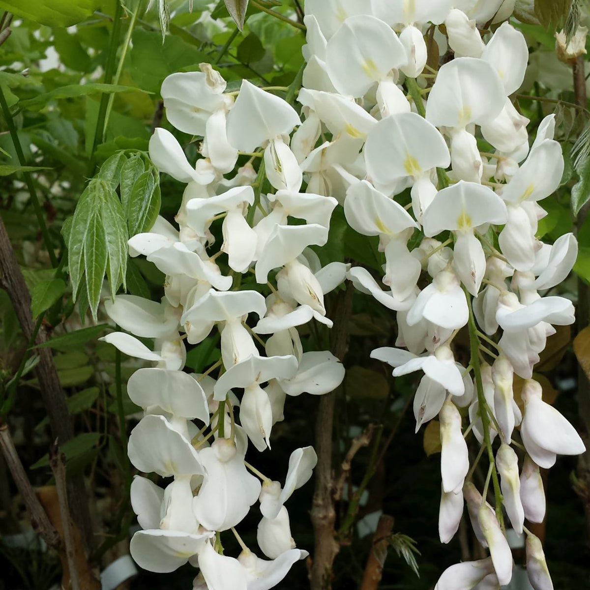 Japanischer Blauregen 'Longissima Alba'