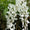 Japanischer Blauregen 'Longissima Alba'