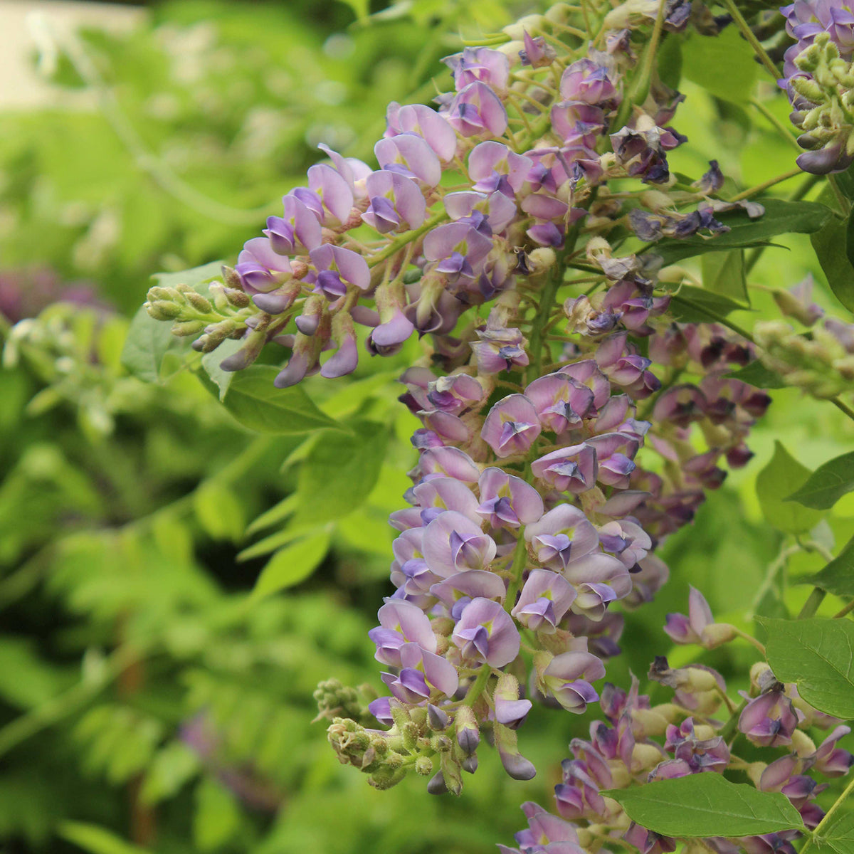 Japanischer Blauregen 'Rosea'