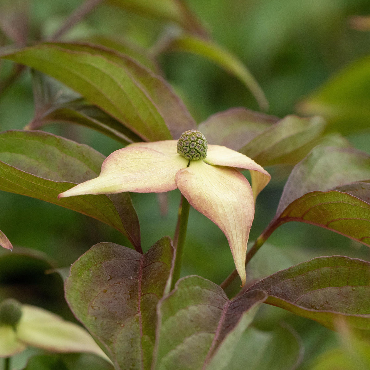 Blüte des Japanischen Blumen-Hartriegels 'Cappuccino'
