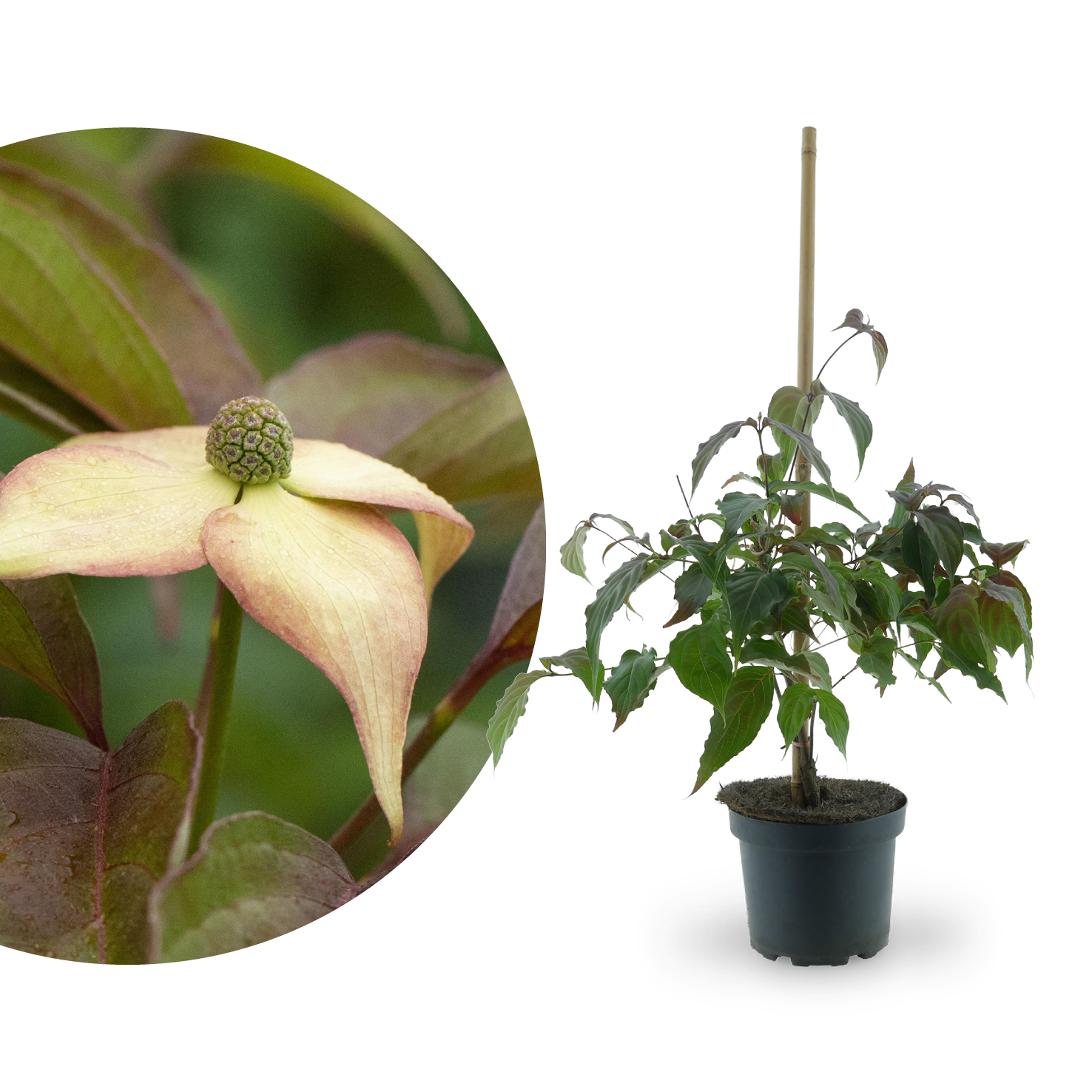 Japanischer Blumen-Hartriegel 'Cappuccino' Weiß-Rosa