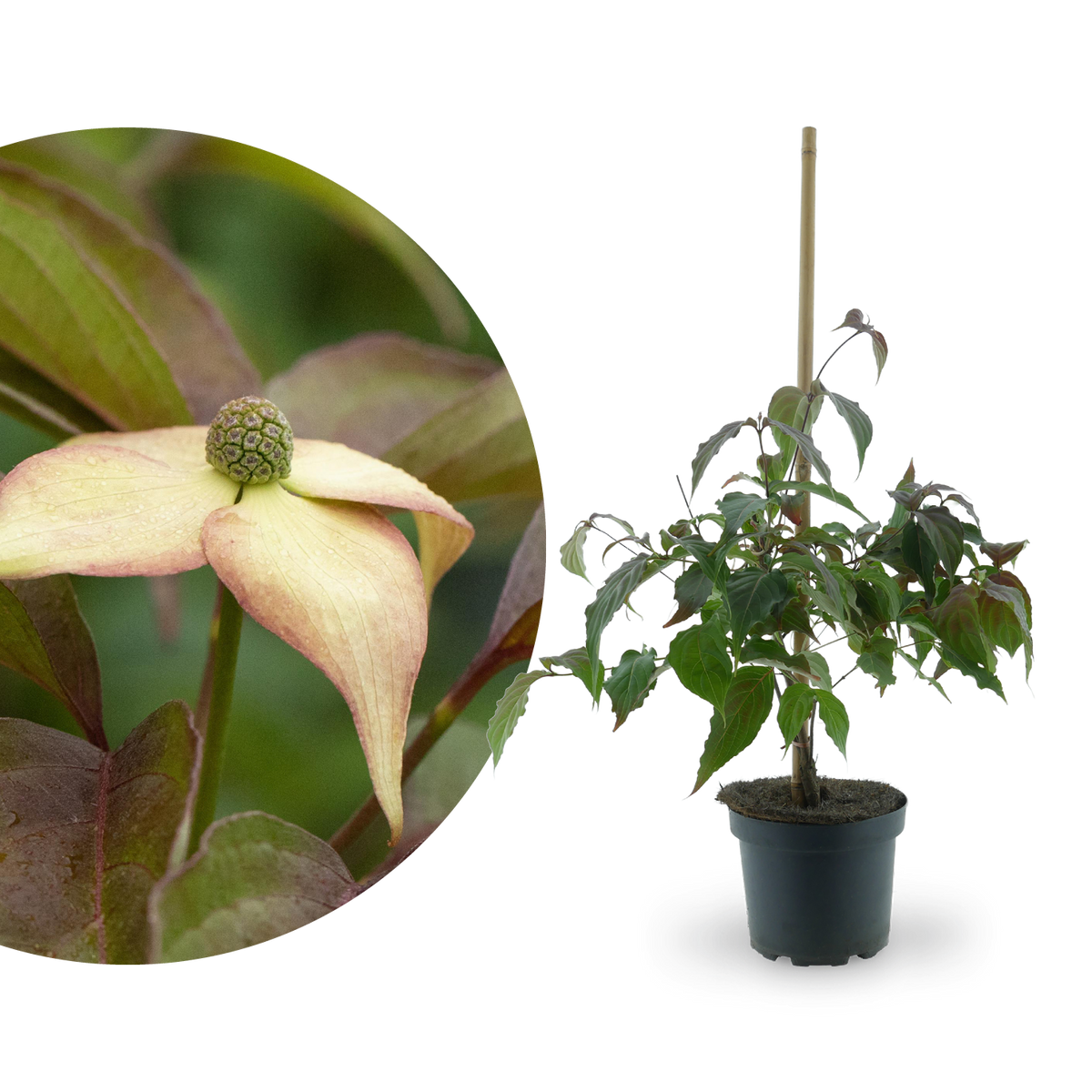 Japanischer Blumen-Hartriegel 'Cappuccino' Weiß-Rosa