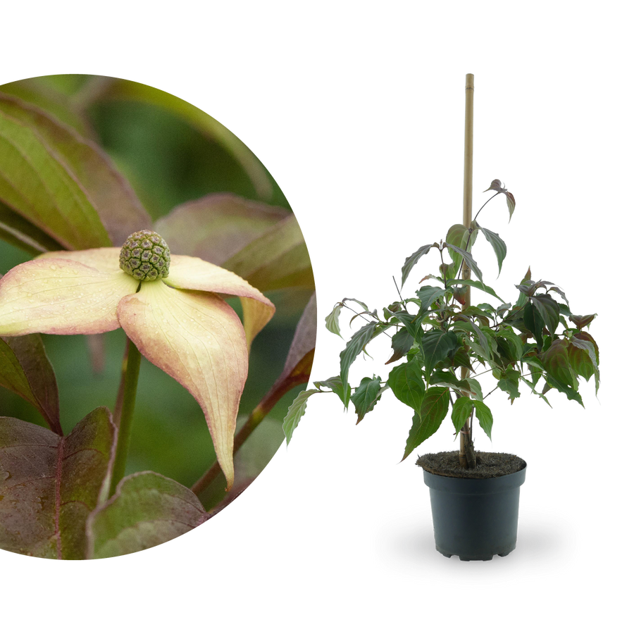 Japanischer Blumen-Hartriegel 'Cappuccino' Weiß-Rosa