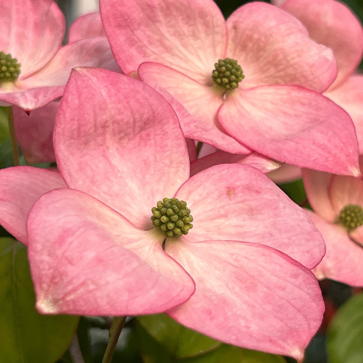Blüte des Japanischen Blumen-Hartriegels 'Satomi'