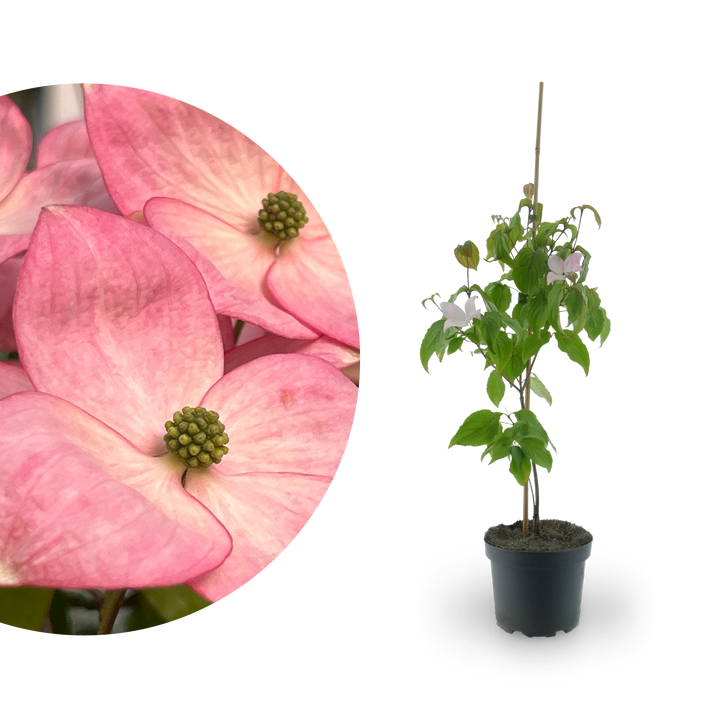 Japanischer Blumen-Hartriegel 'Satomi' Rosa