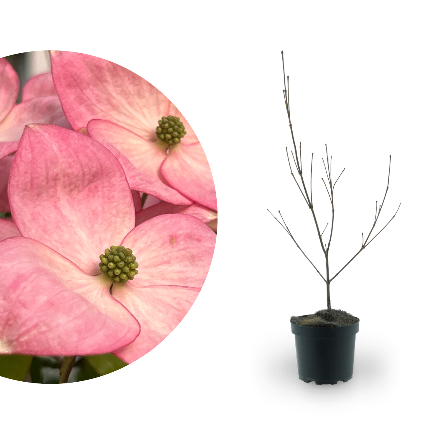 Japanischer Blumen-Hartriegel 'Satomi' Rosa
