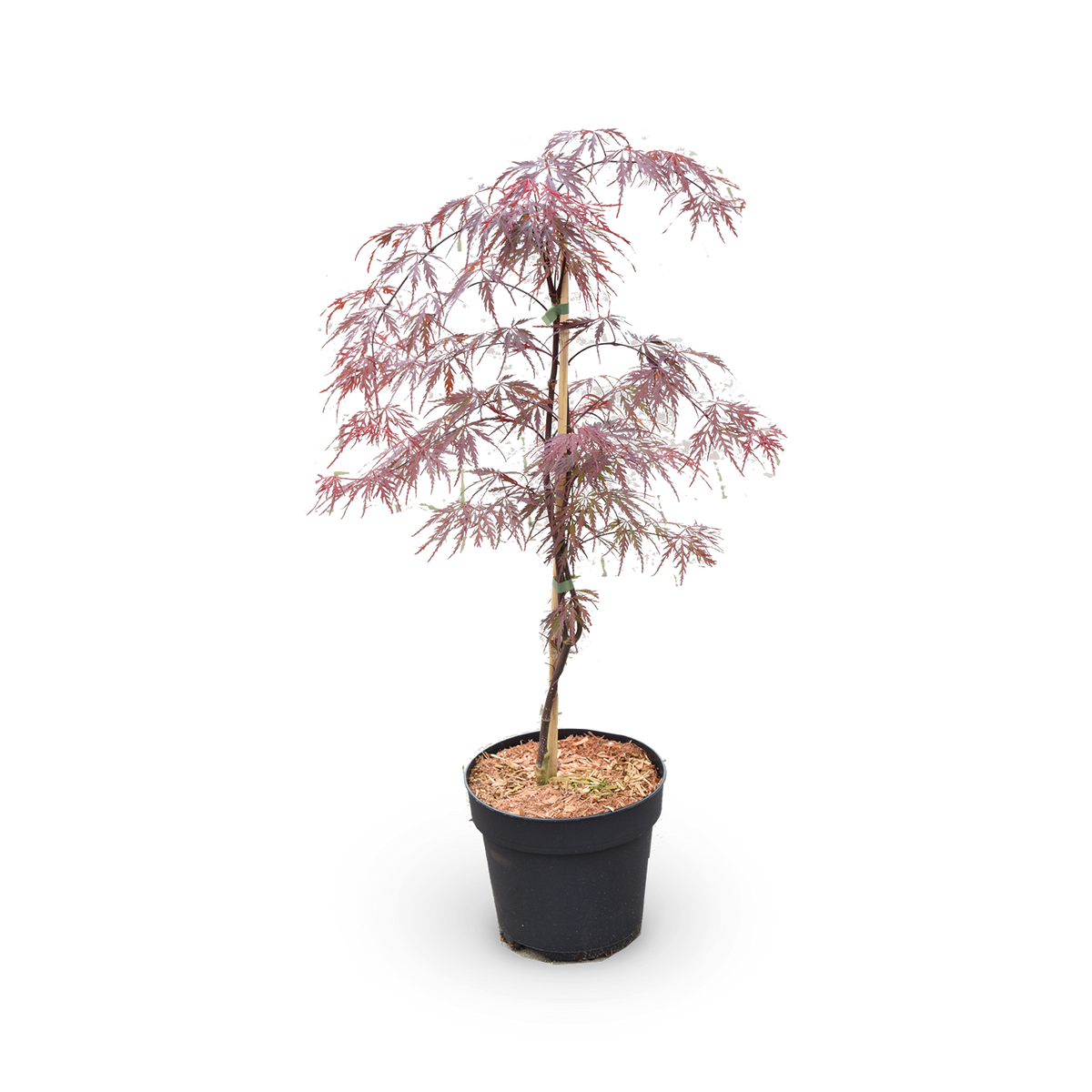 Japanischer Fächerahorn 'Firecracker' ®