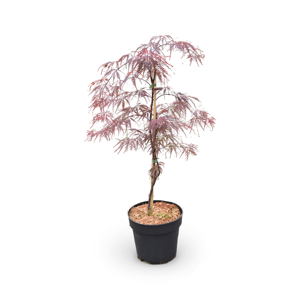 Japanischer Fächerahorn 'Firecracker' ®