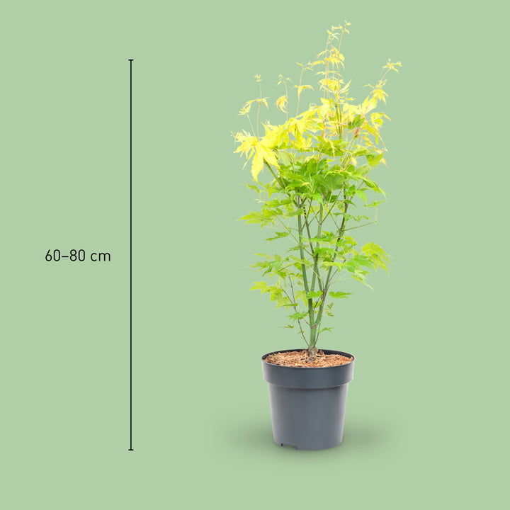 Größe des Japanischen Fächer-Ahorns 'Orange Dream'