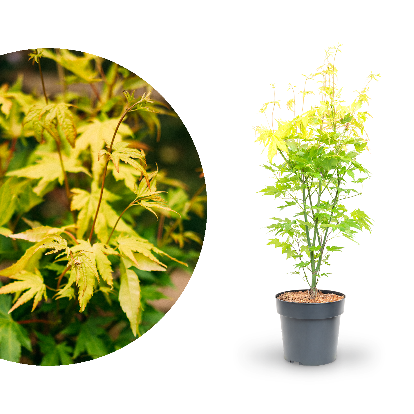 Japanischer Fächer-Ahorn 'Orange Dream' kaufen