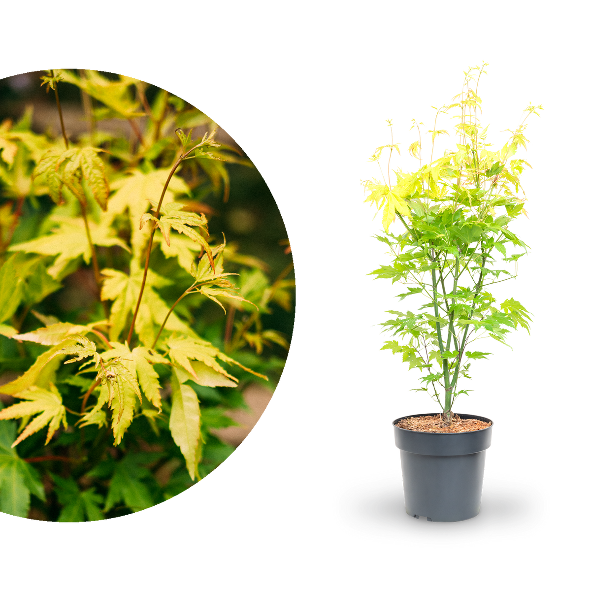 Japanischer Fächer-Ahorn 'Orange Dream'
