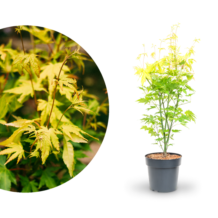 Japanischer Fächer-Ahorn 'Orange Dream'