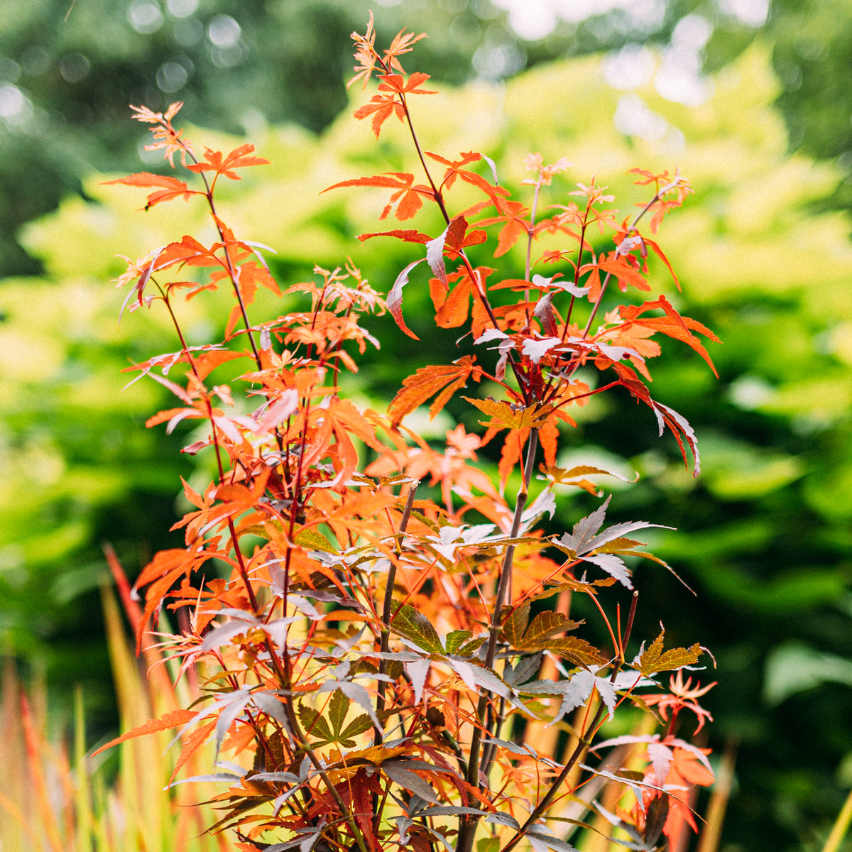 Japanischer Fächer-Ahorn 'Skeeter's Broom' im Garten