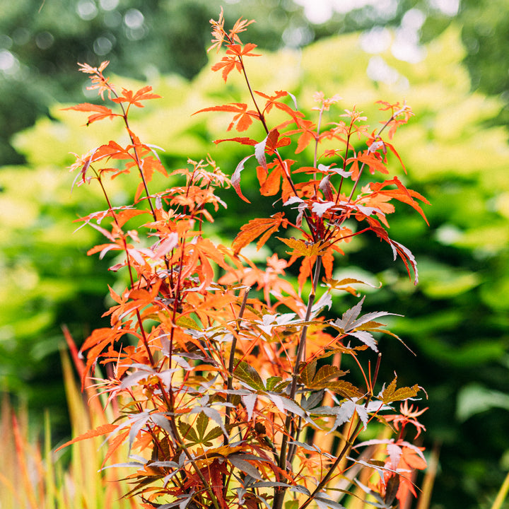 Japanischer Fächer-Ahorn 'Skeeter's Broom' im Garten