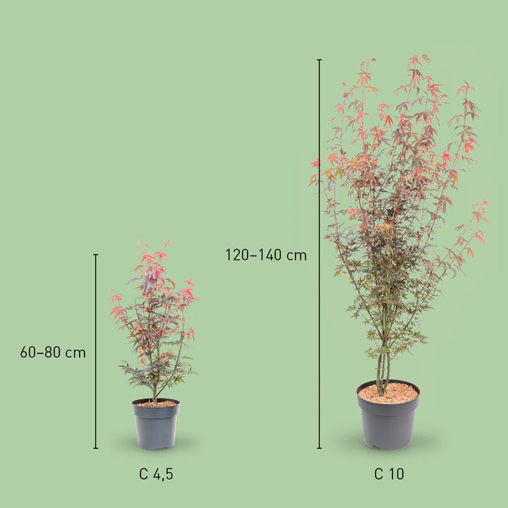 Größe des Japanischen Fächer-Ahorns 'Skeeter's Broom'