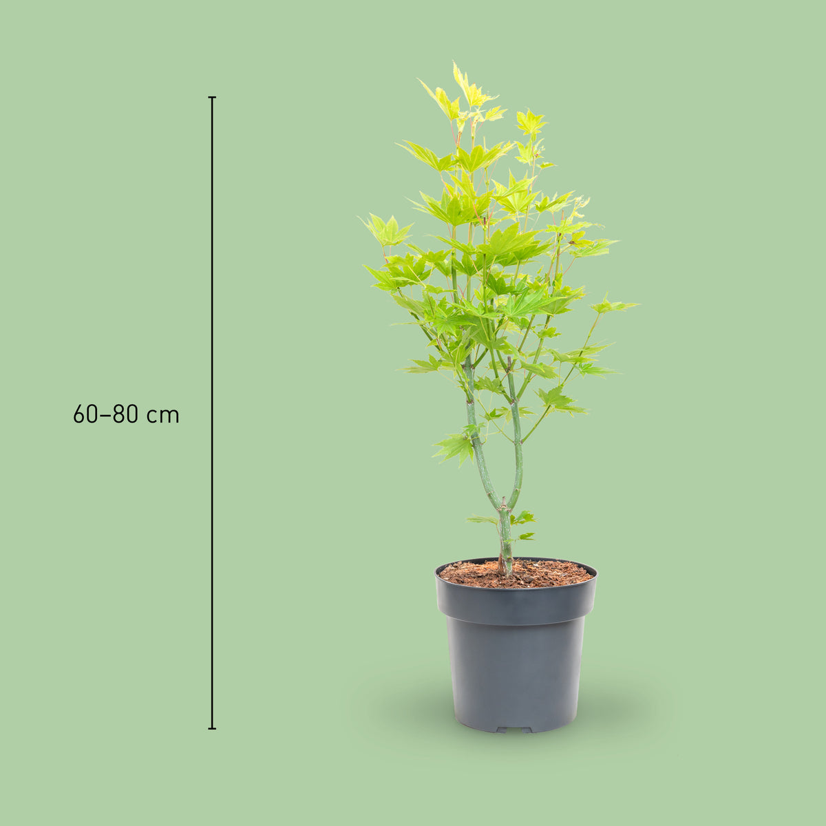 Größe des Japanischen Goldahorns 'Jordan'