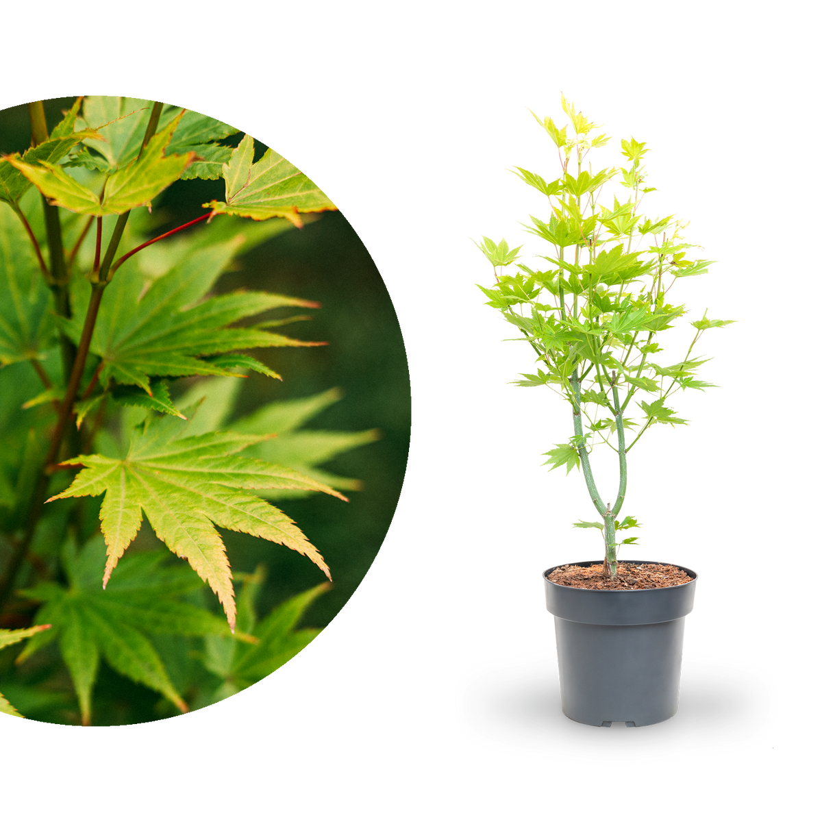 Japanischer Goldahorn 'Jordan'