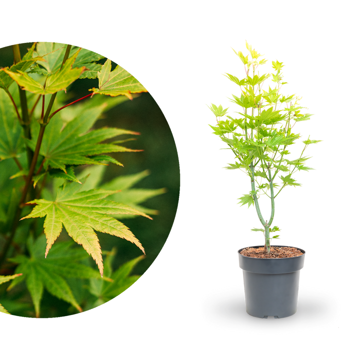 Japanischer Goldahorn 'Jordan'