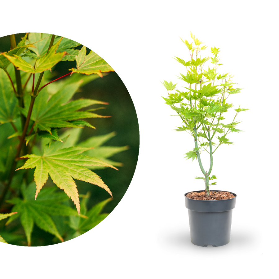 Japanischer Goldahorn 'Jordan'