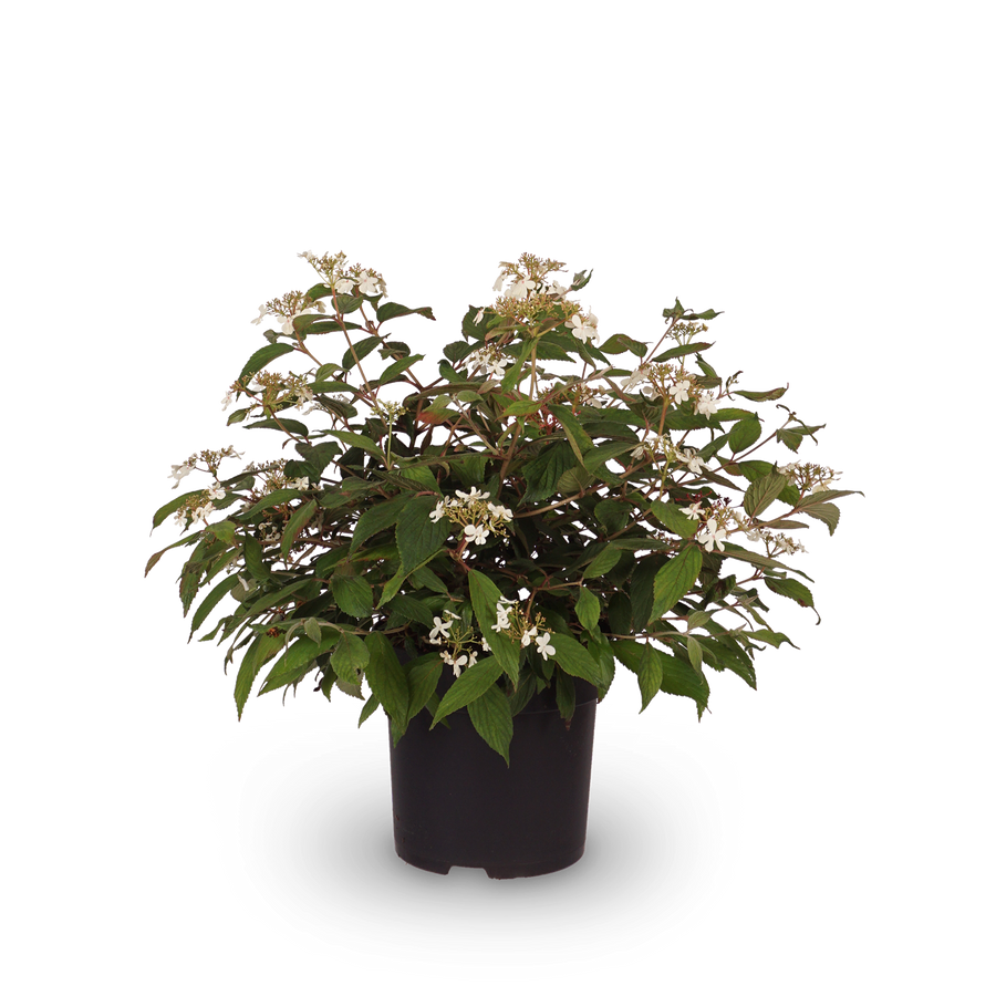 Japanischer Schneeball 'Summer Snowflake'