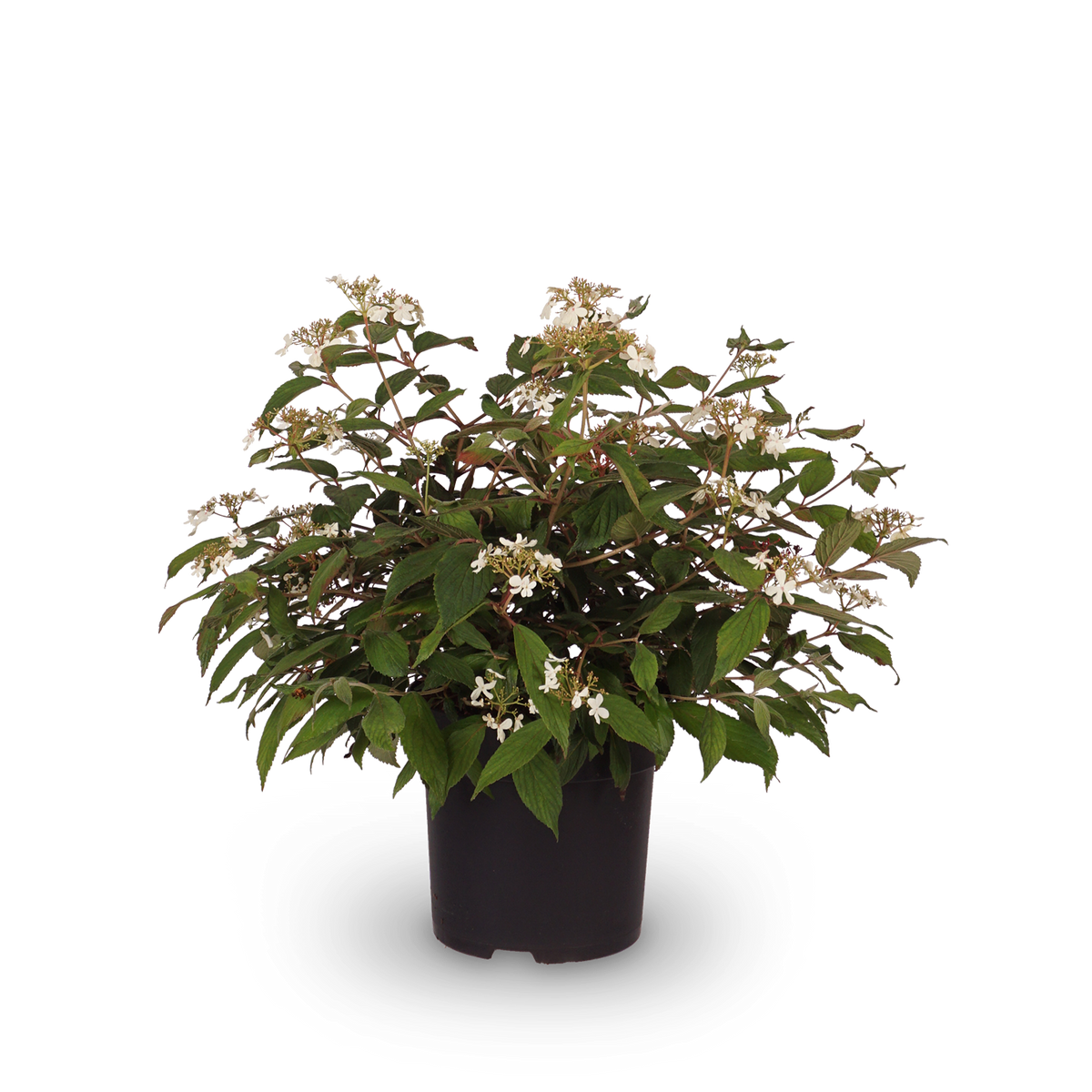 Japanischer Schneeball 'Summer Snowflake'
