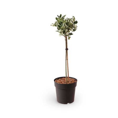 japanischer spindelstrauch bonsai Japanischer Spindelstrauch 'Kathy' kaufen