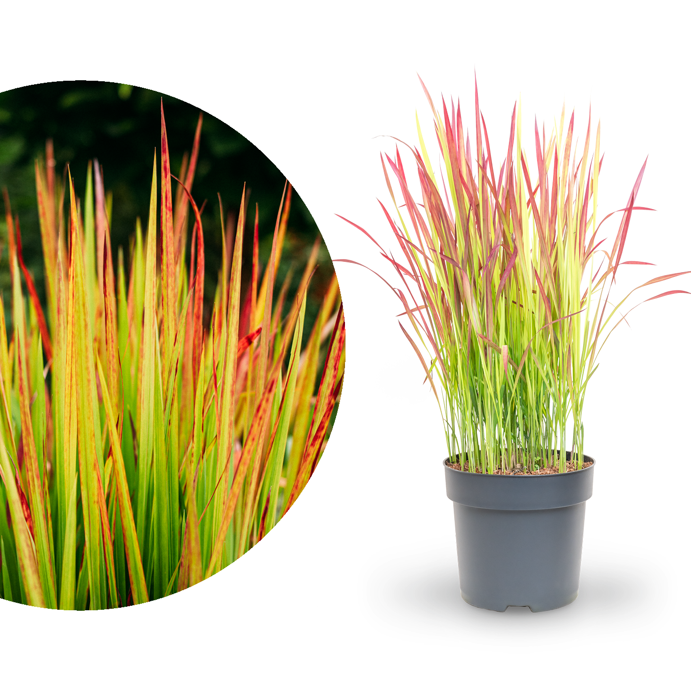 Japanisches Blutgras 'Red Baron' kaufen