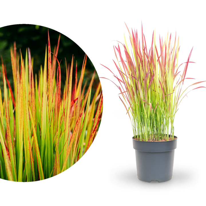 Japanisches Blutgras 'Red Baron'