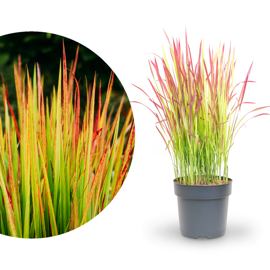 Japanisches Blutgras 'Red Baron'