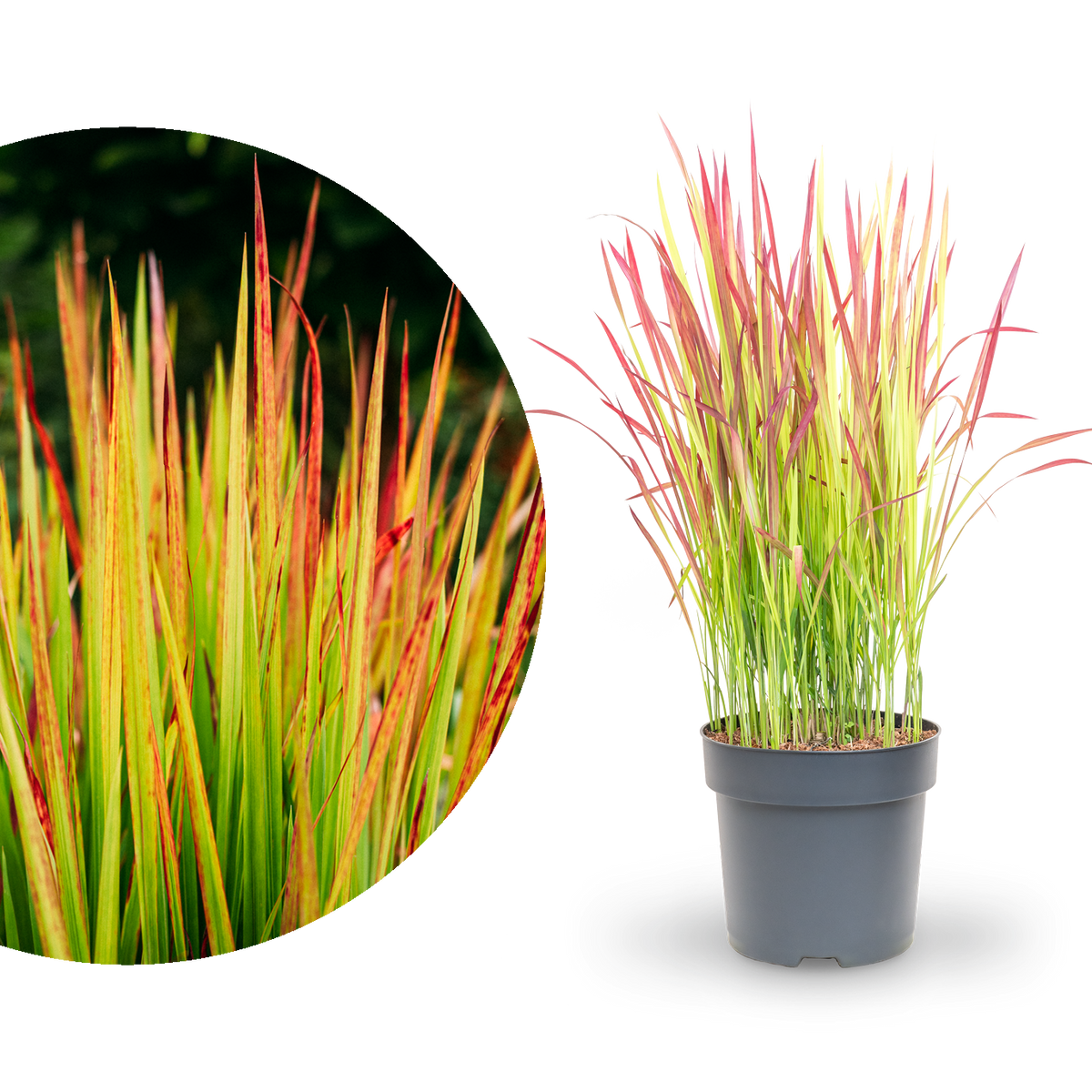 Japanisches Blutgras ‘Red Baron’