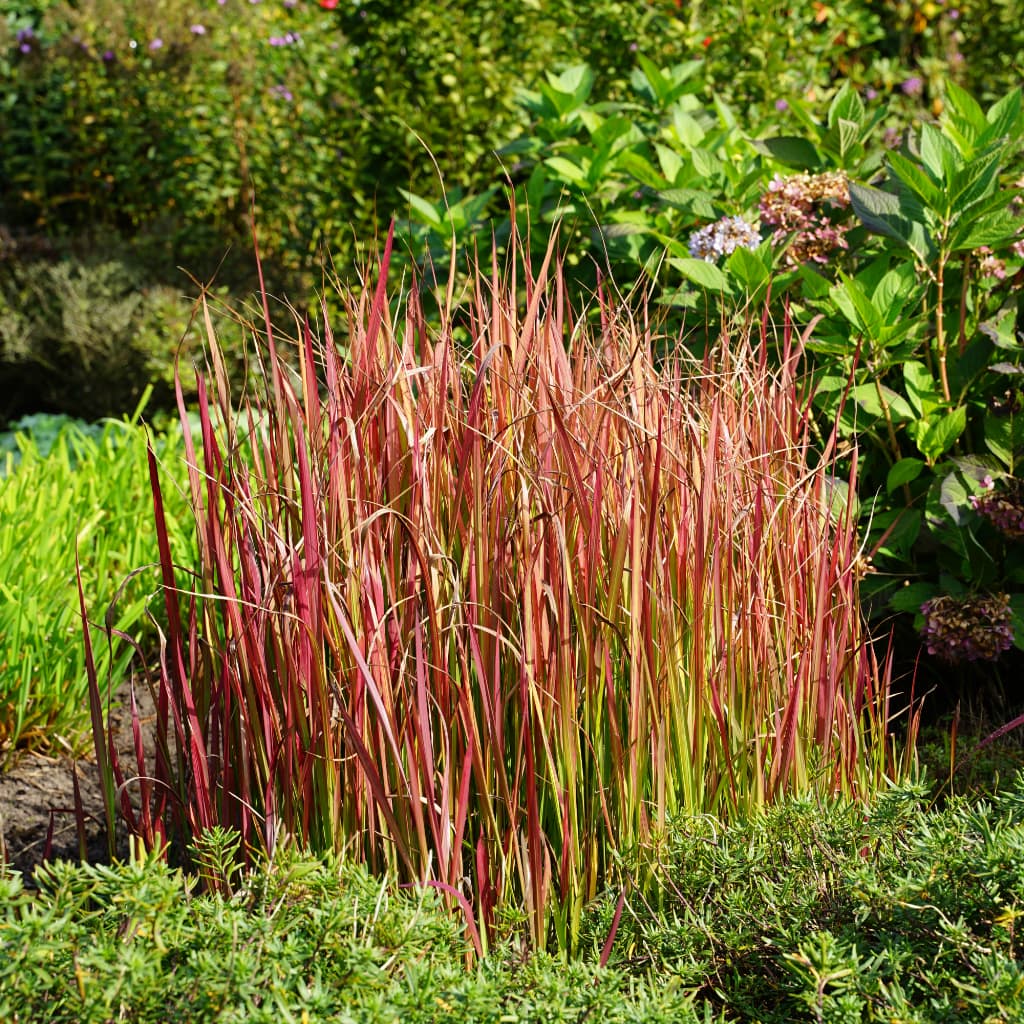 Japanisches Blutgras 'Red Baron'