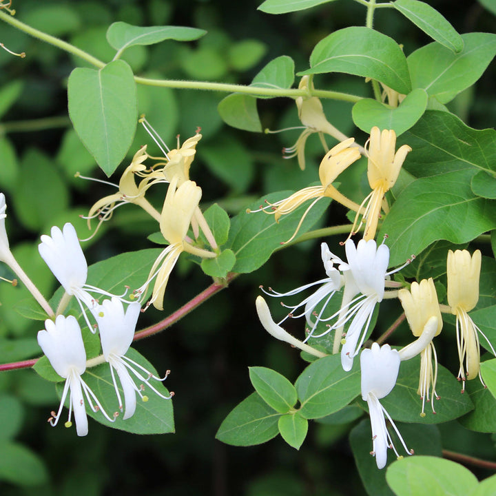Japanisches Geißblatt 'Halliana'