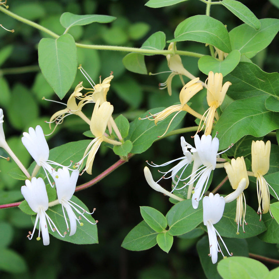 Japanisches Geißblatt 'Halliana'