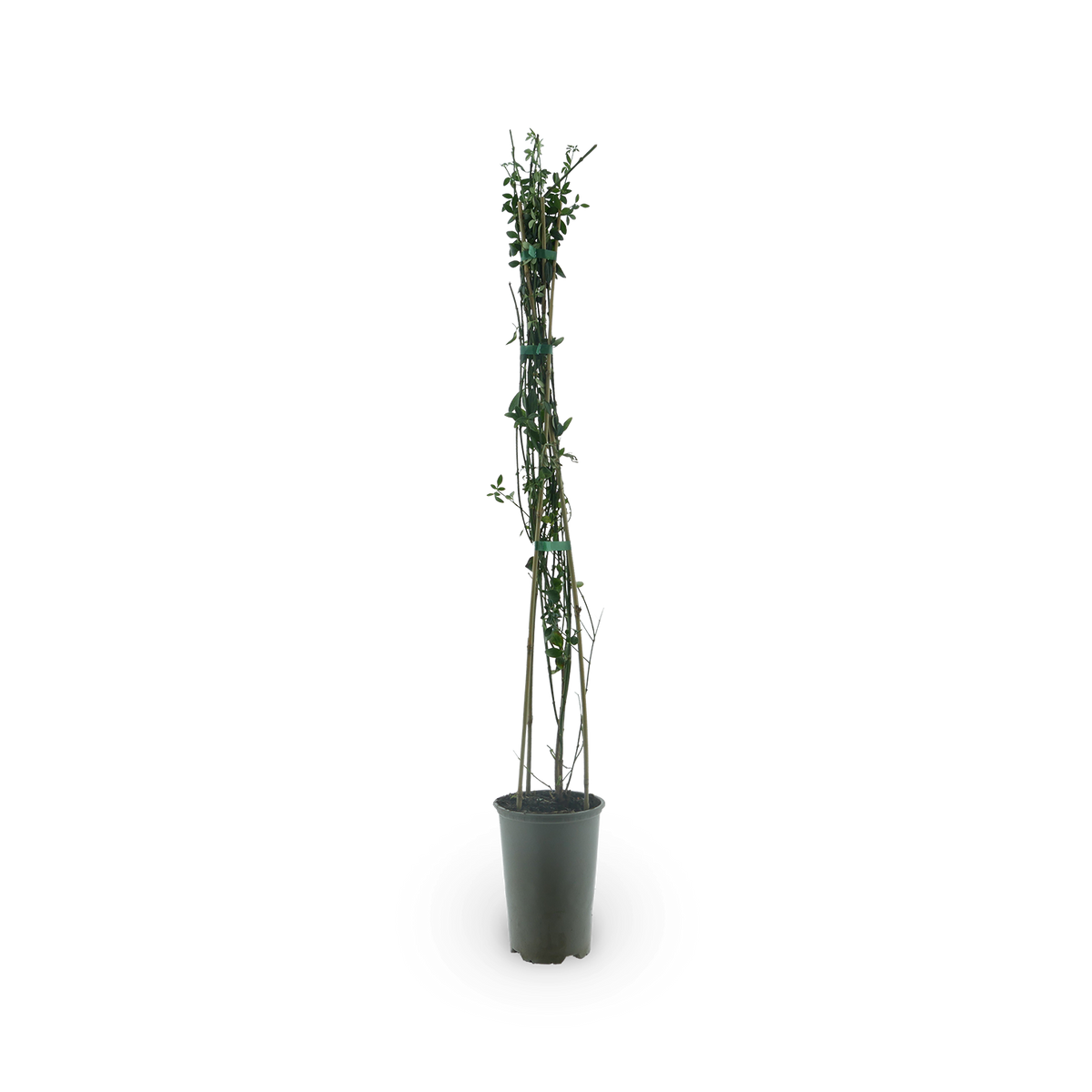 Winterjasmin