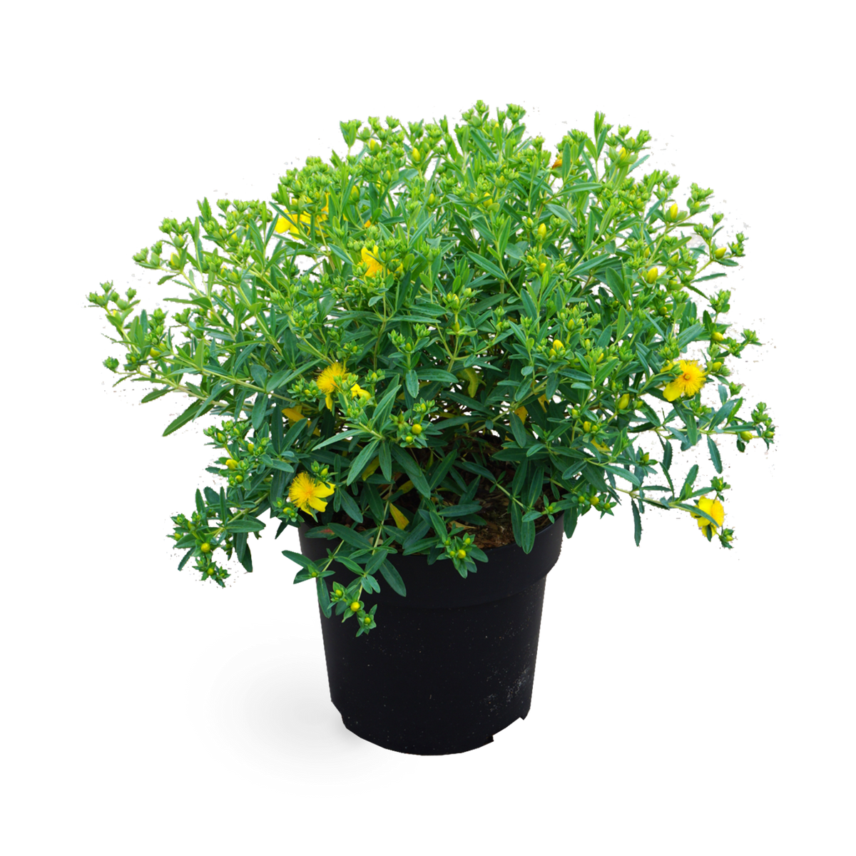 Johanniskraut 'Blue Velvet'®