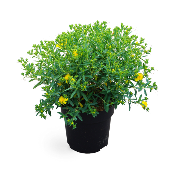 Johanniskraut 'Blue Velvet'®