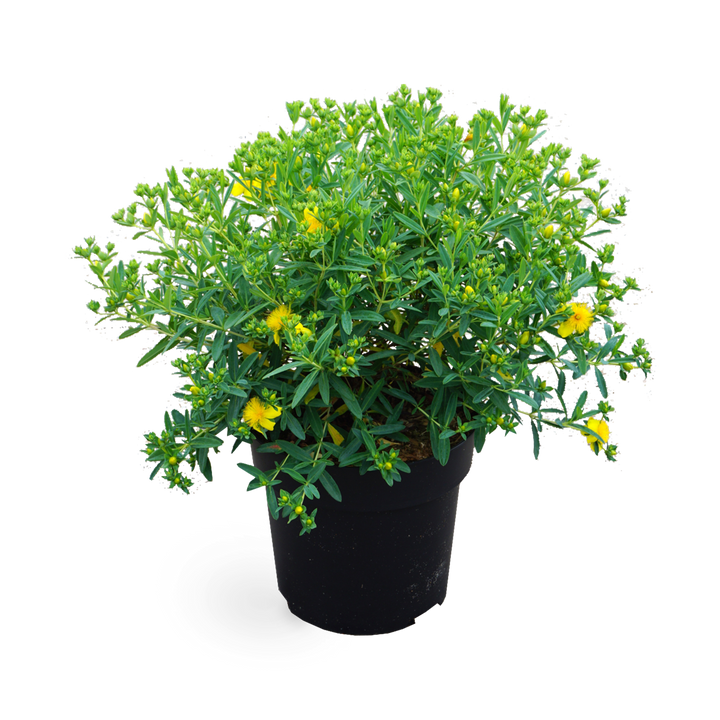 Johanniskraut 'Blue Velvet'®