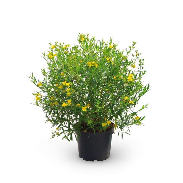 Johanniskraut 'Gemo'
