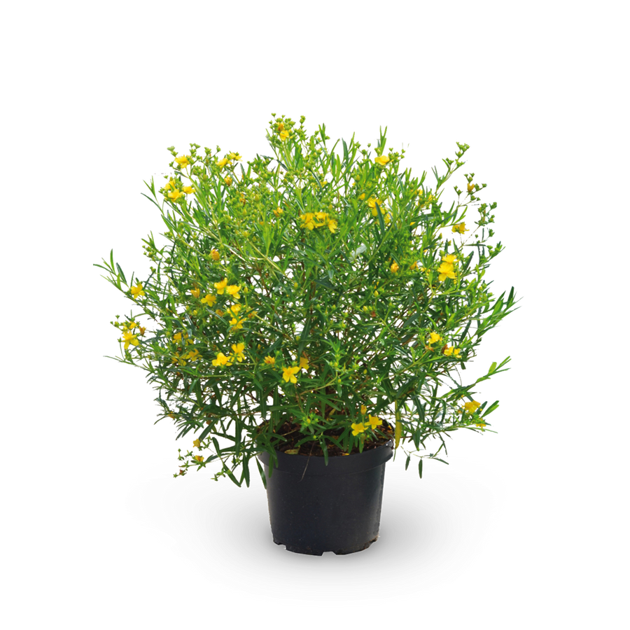 Johanniskraut 'Gemo'