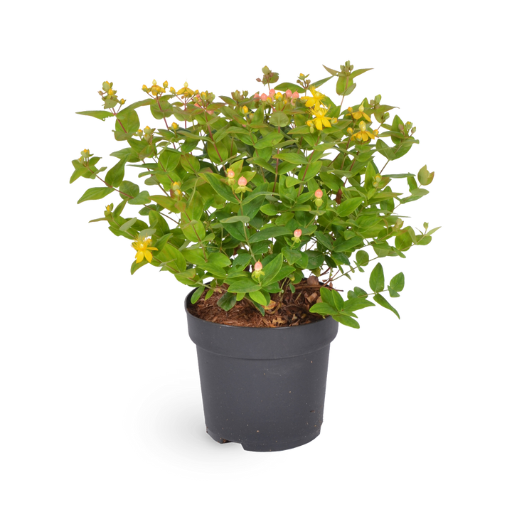 Johanniskraut 'Magical Beauty'®