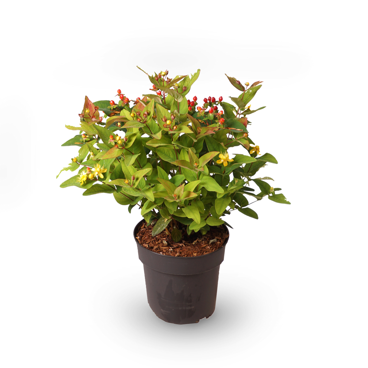 Johanniskraut 'Magical Lightning'®