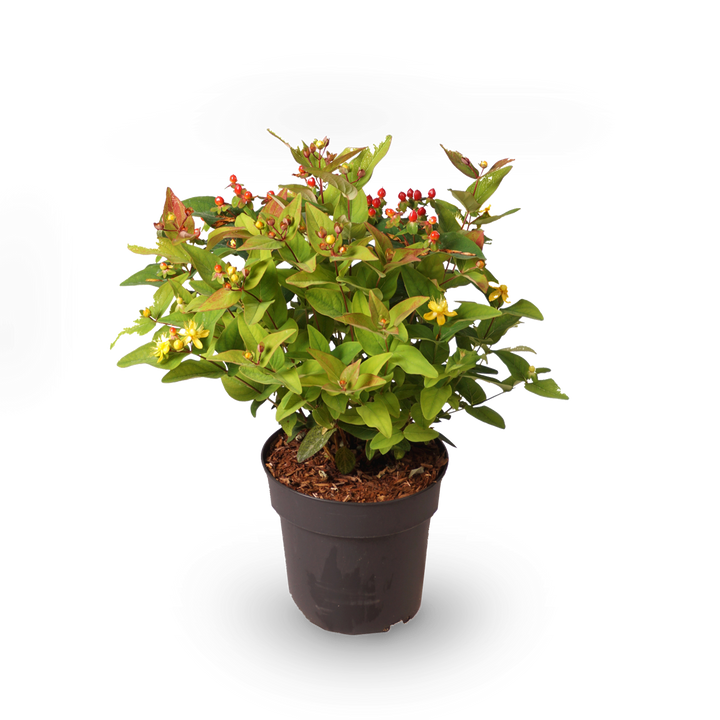 Johanniskraut 'Magical Lightning'®
