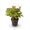 Johanniskraut 'Magical Lightning'®