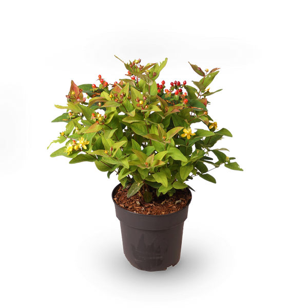 Johanniskraut 'Magical Lightning'®